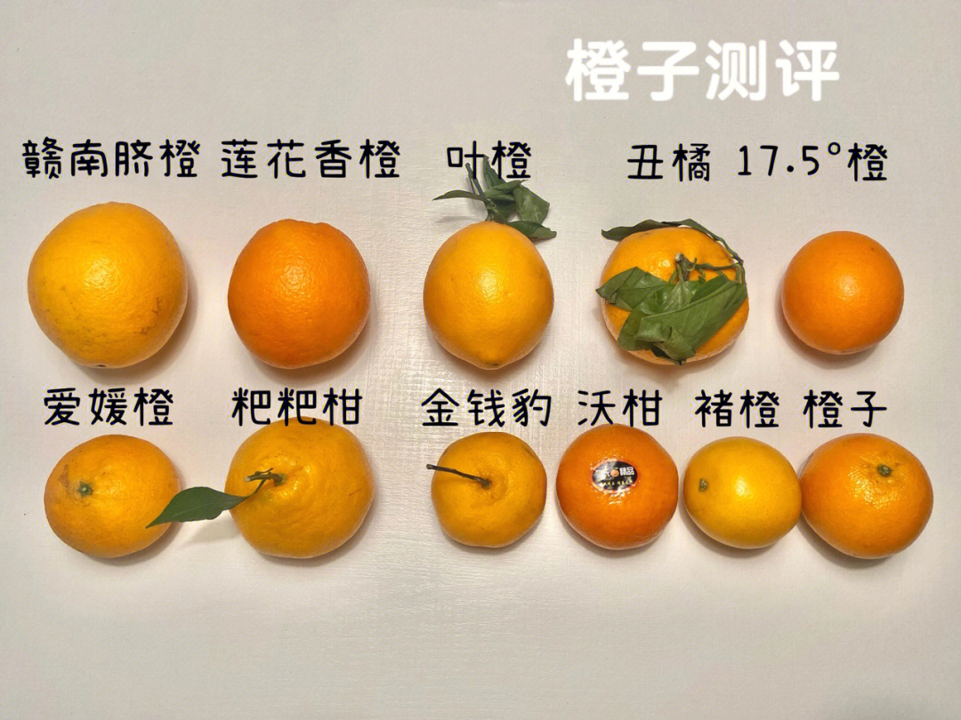 叶橙r字母表2图片