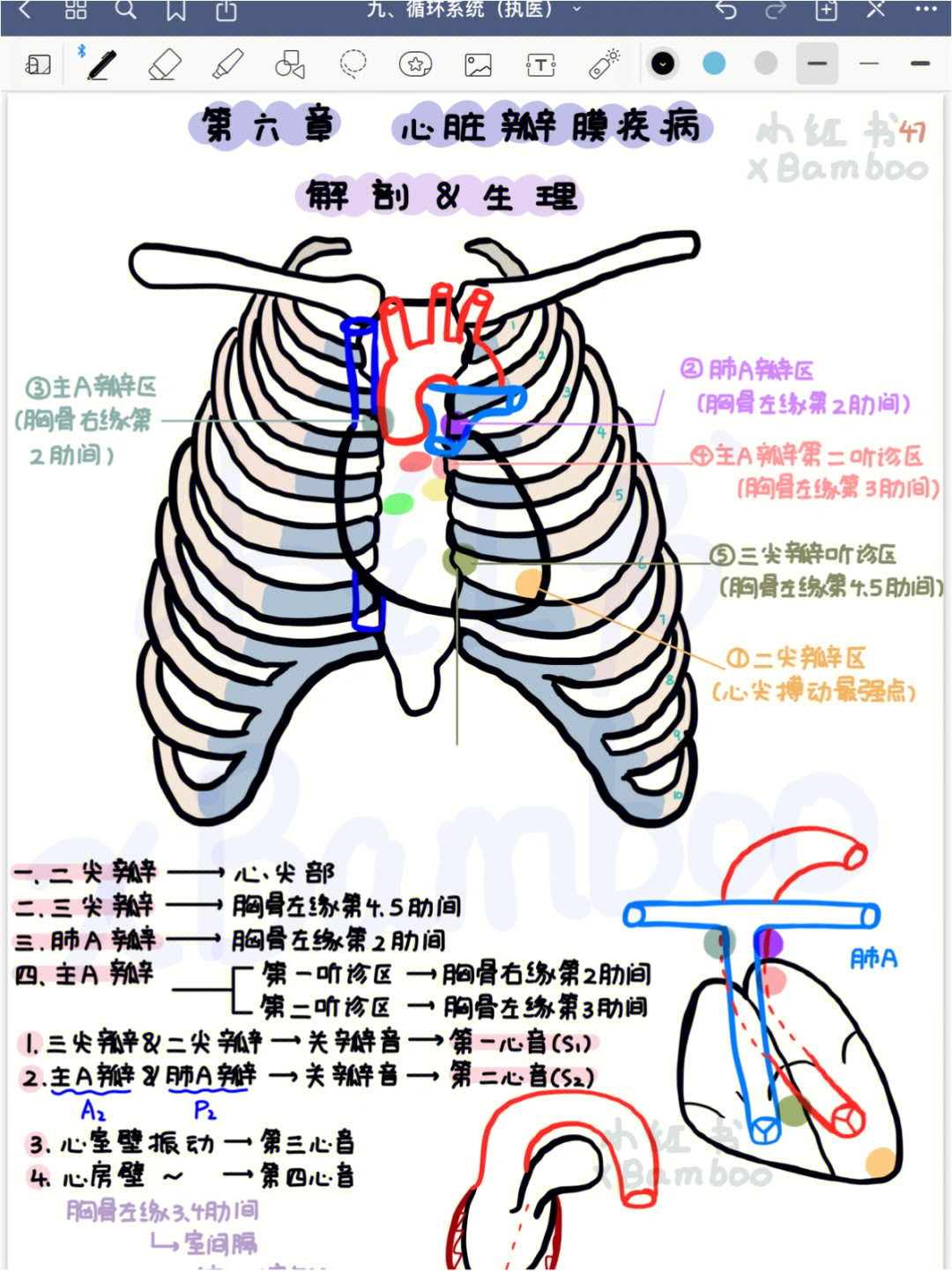 心脏位置图 体表图片