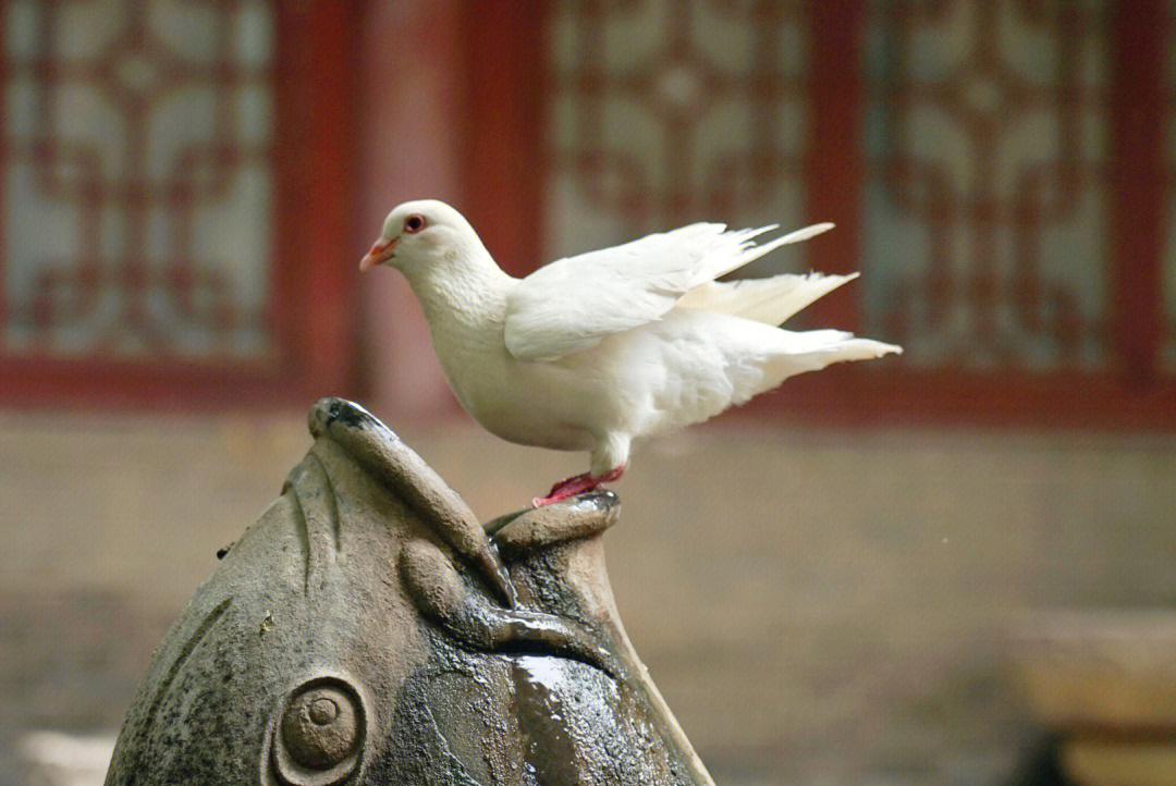 北京宋鸽子照片图片