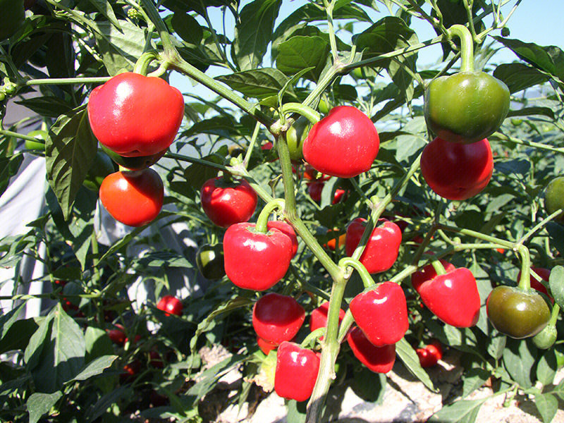 灯笼椒的种植要点帮你实现丰产优产