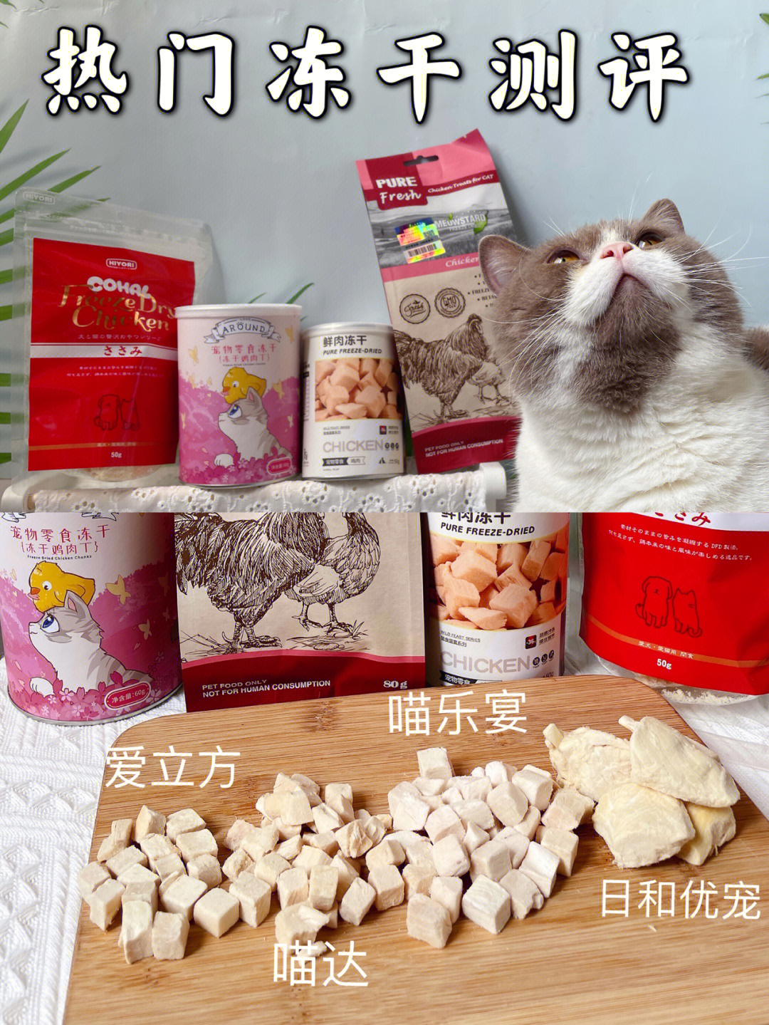 养猫攻略|猫咪零食冻干大测评