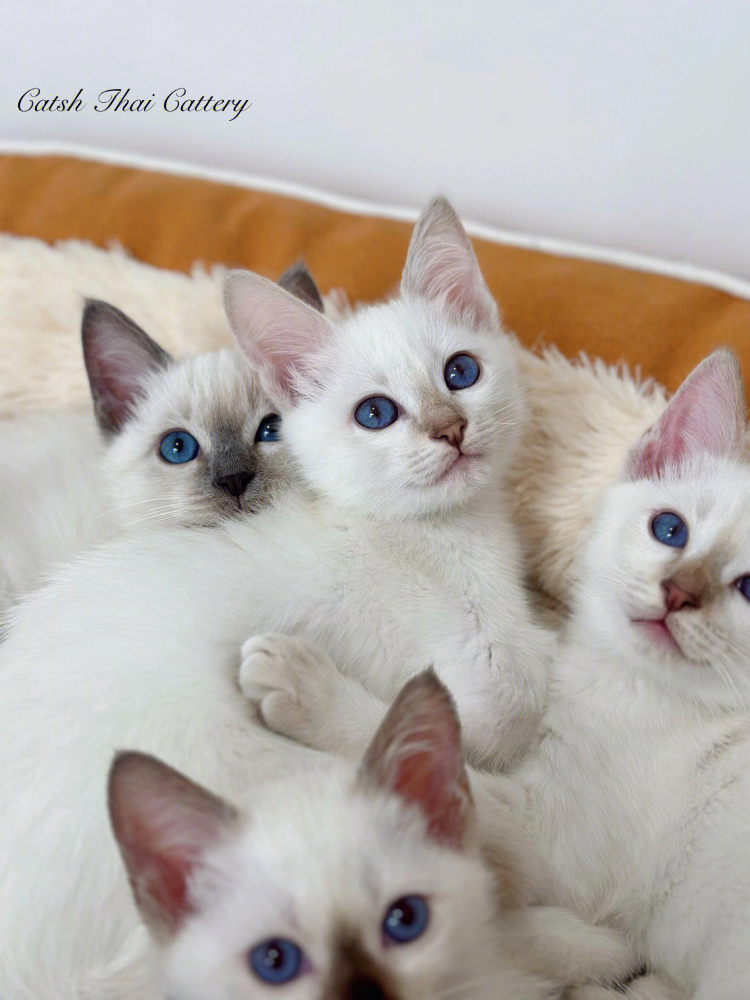 catsh暹罗猫暖呼呼小奶猫