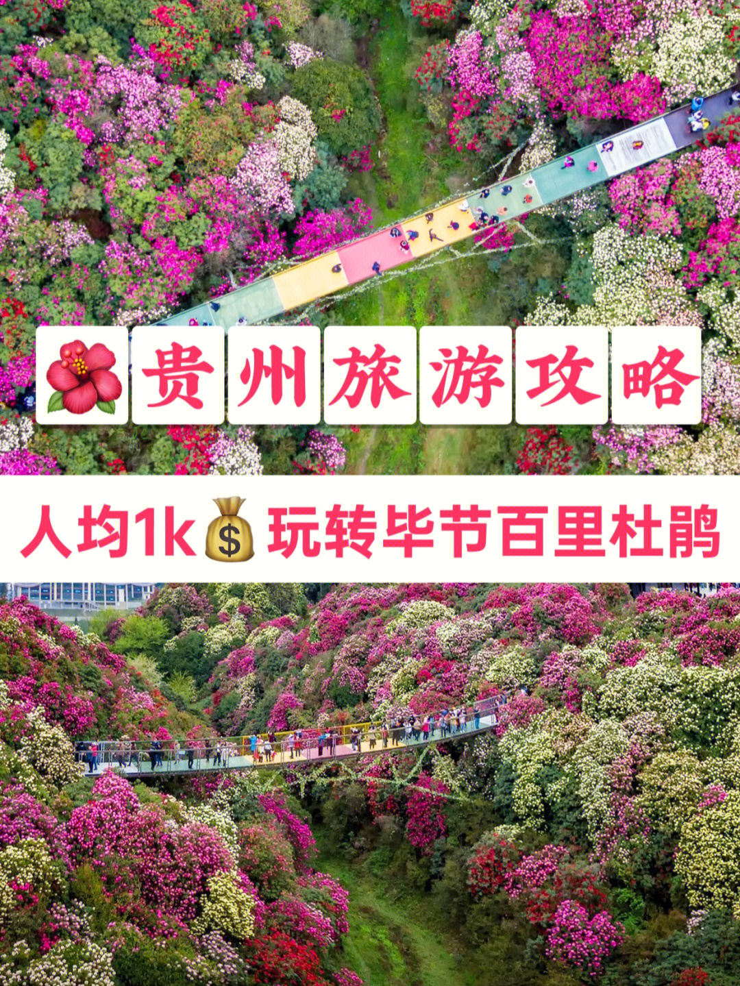 贵州旅游毕节百里杜鹃旅游攻略