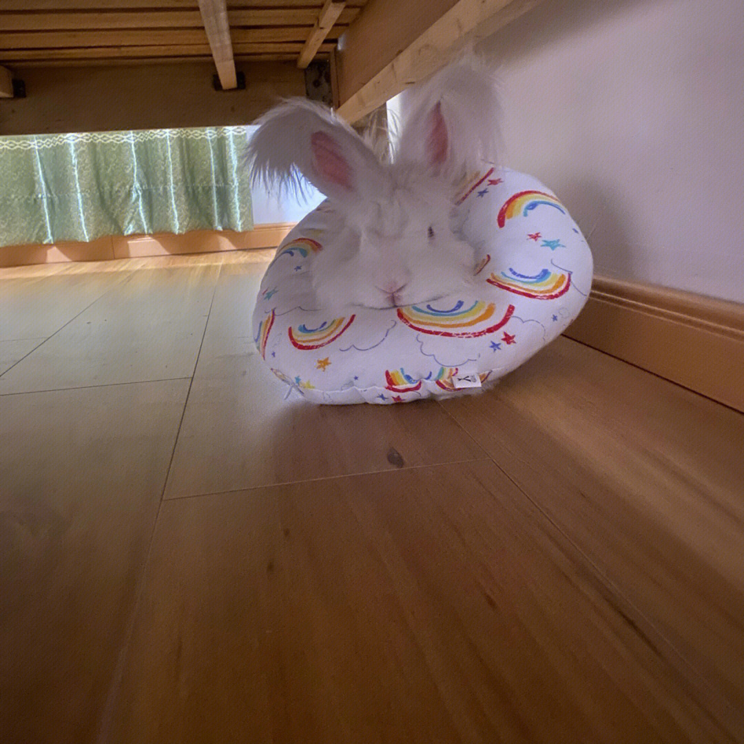 安哥拉巨兔兔子绝育术后护理