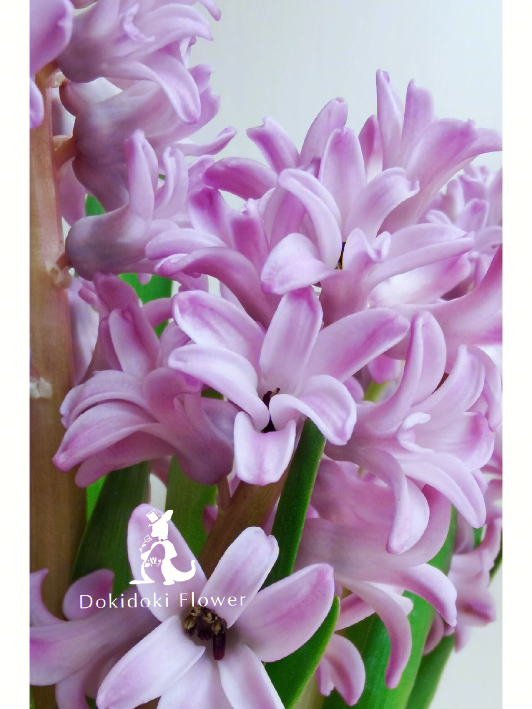 紫色的风信子花语图片