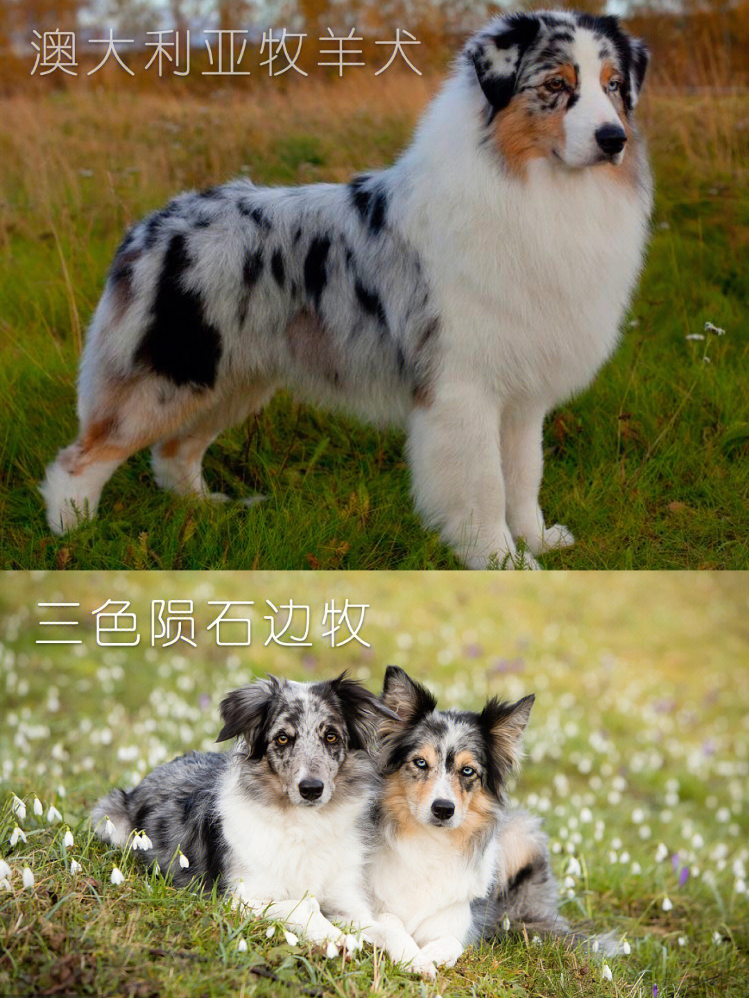 听说苏格兰牧羊犬,边境牧羊犬和英国牧羊犬都被认为是澳大利亚牧羊