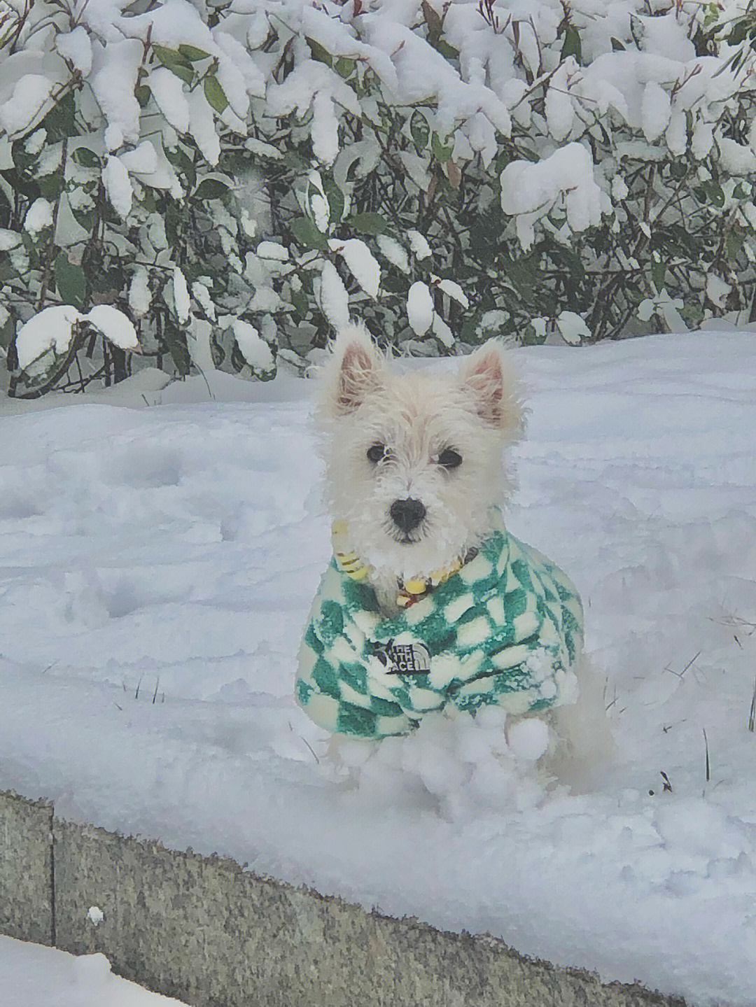 不停的往雪里钻 逛了一大圈也舍不得回家 还想跟突然钻出来的小黄狗一