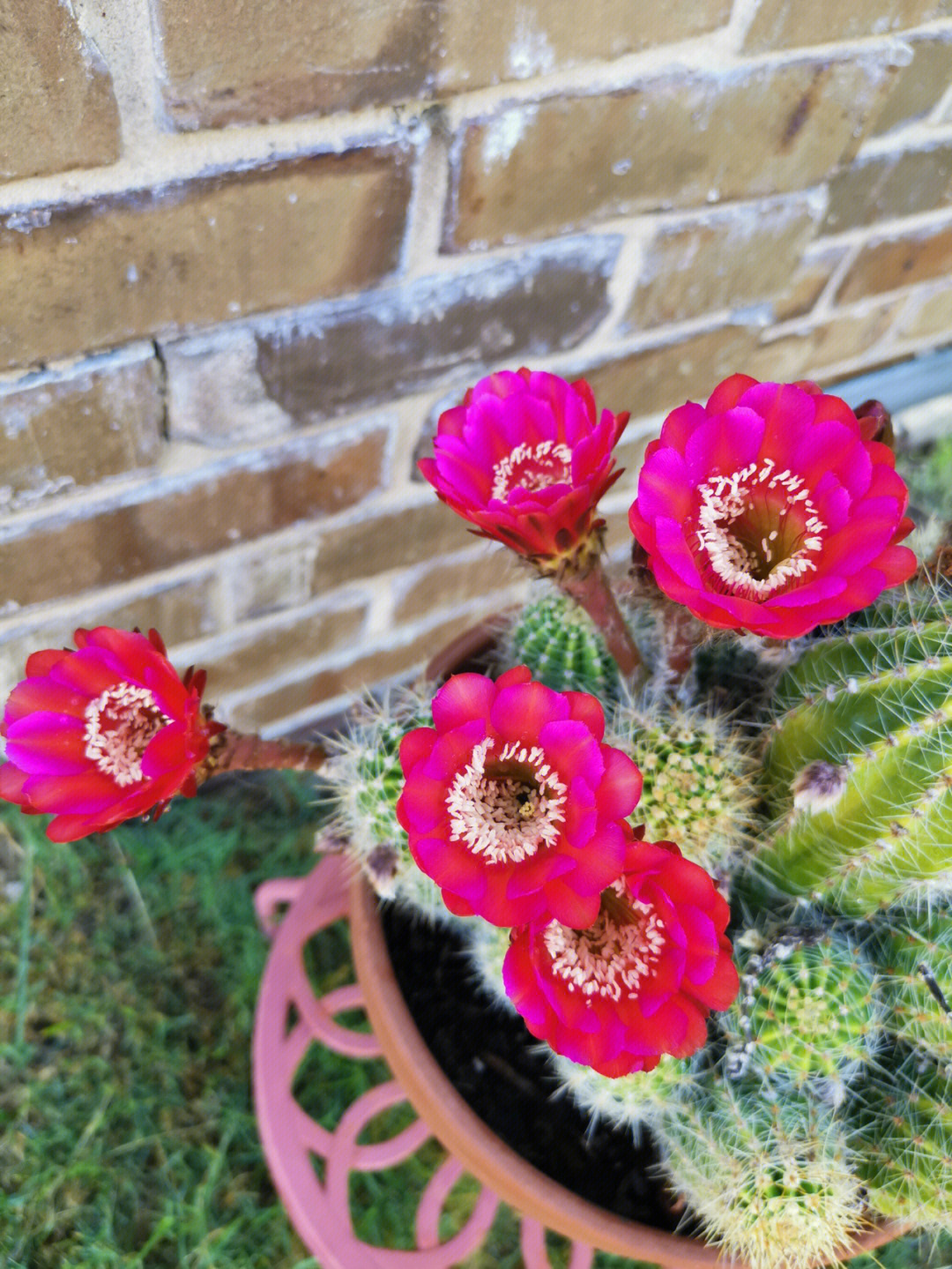 仙人掌开花是什么兆头图片