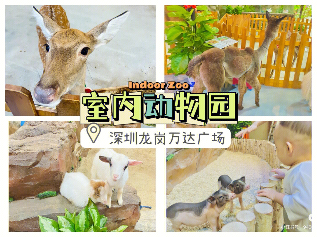 深圳遛娃 室内动物园