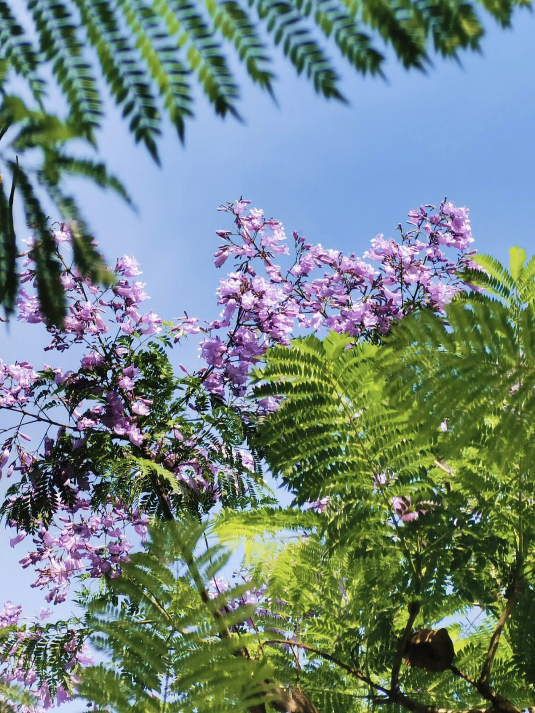 这个季的蓝花楹差不多了