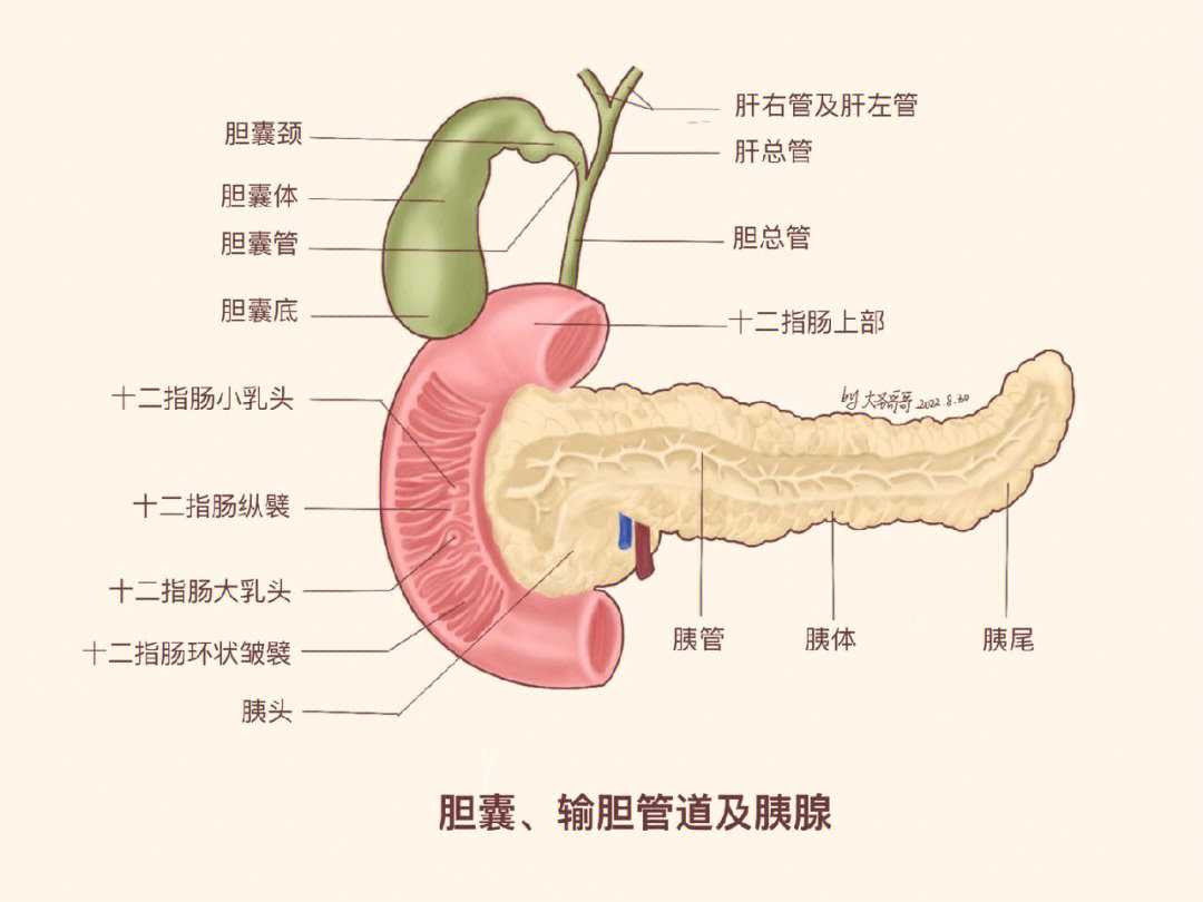 胆囊毗邻解剖图图片