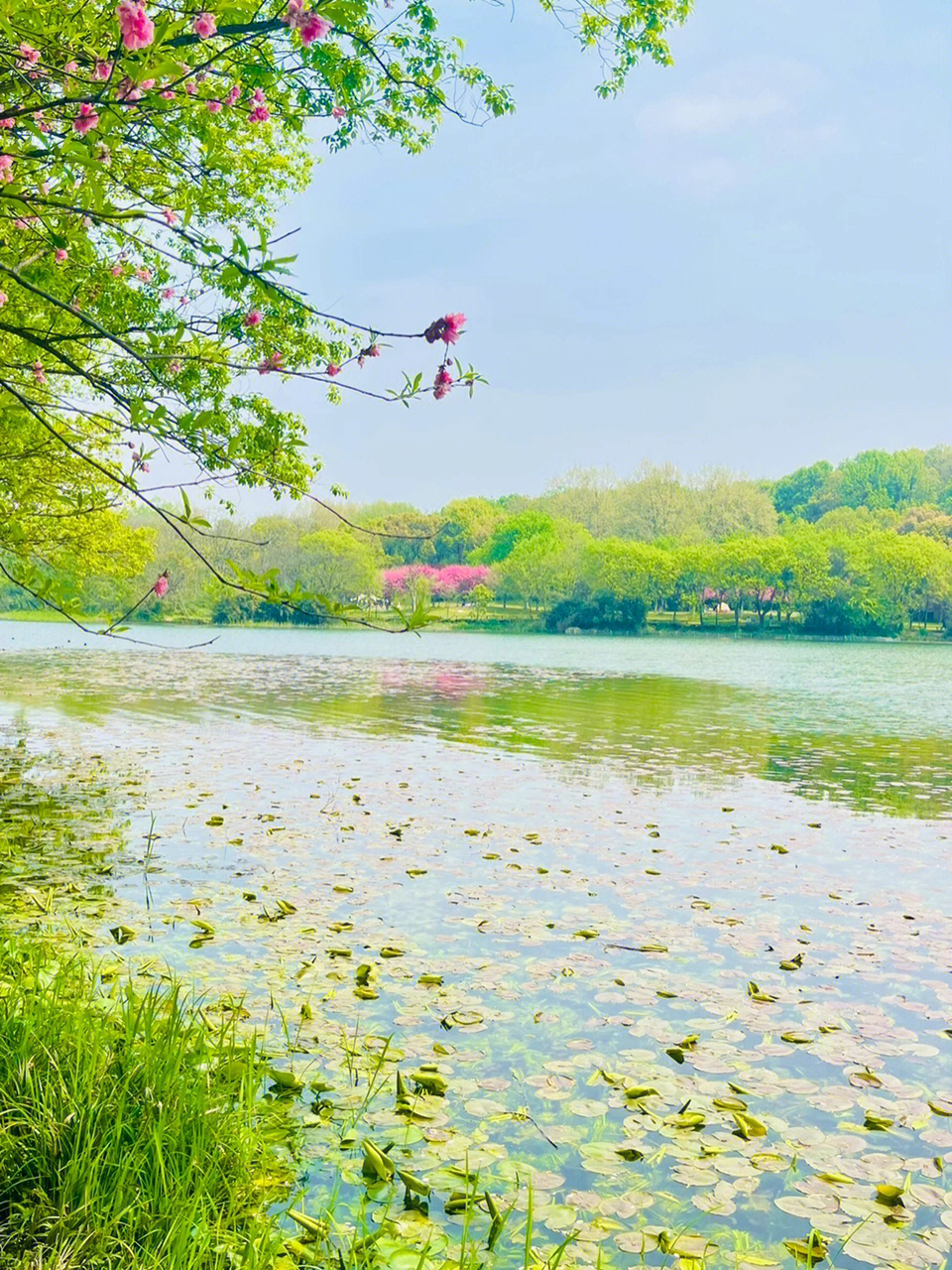 4月的西湖茅家埠人间治愈色