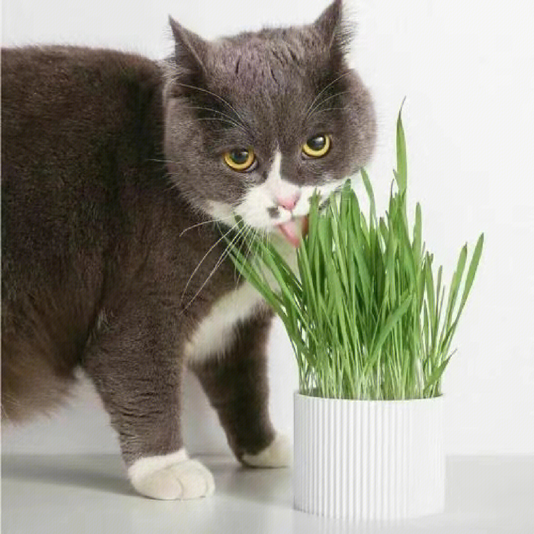 猫草对猫有什么作用图片