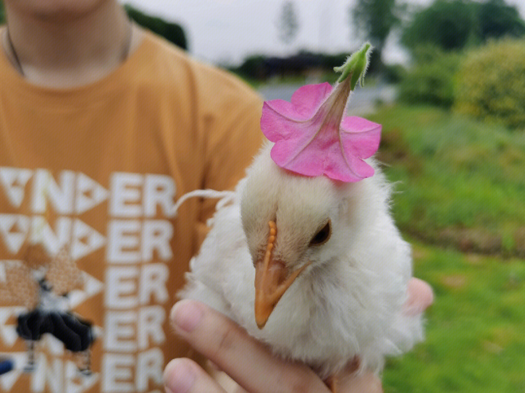 小白鸡植物图片