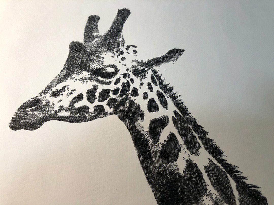 钢笔画黑白长颈鹿旧作