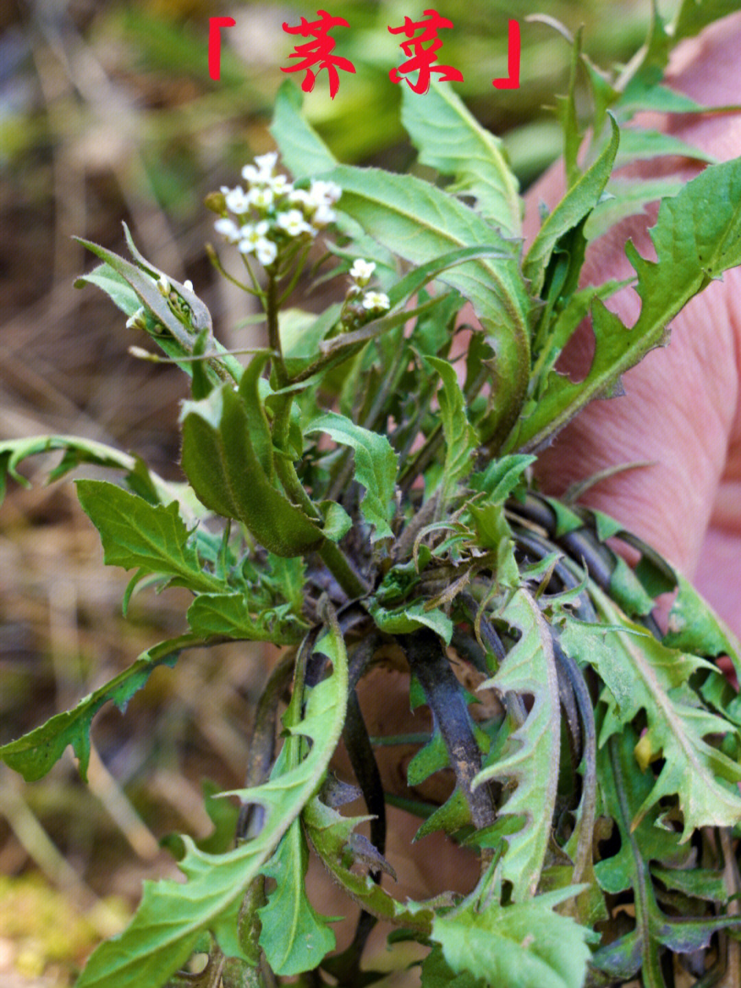 野生荠菜图片大全山上图片