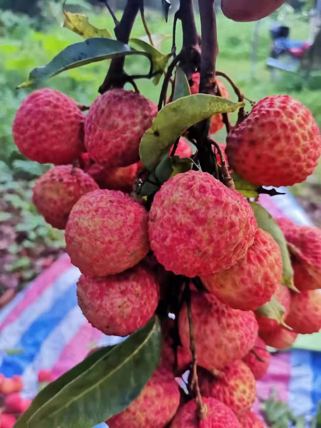 增城荔枝上市