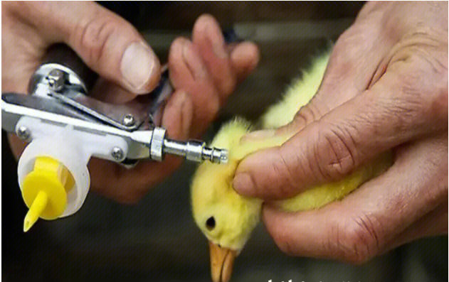 鸭子肌肉注射部位图片