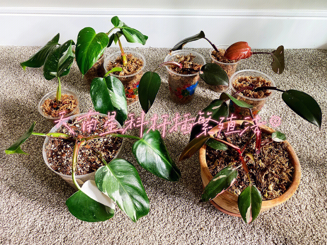 龟背竹蔓绿绒扦插繁殖法plantpropagation