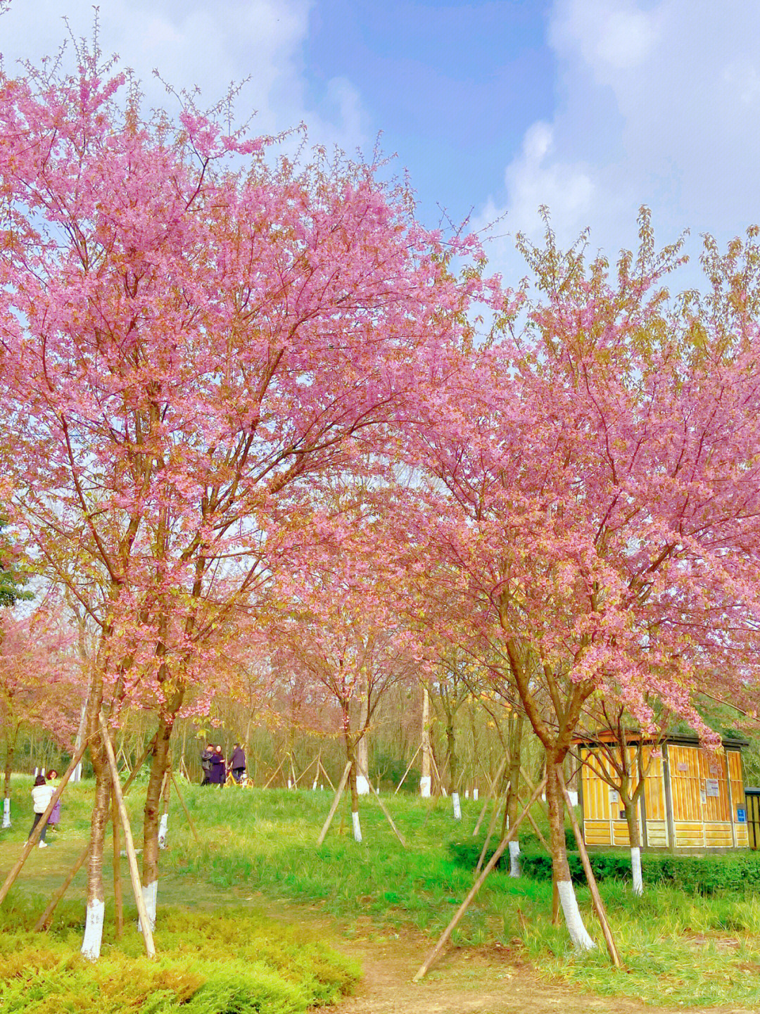 青龙湖冬樱花图片