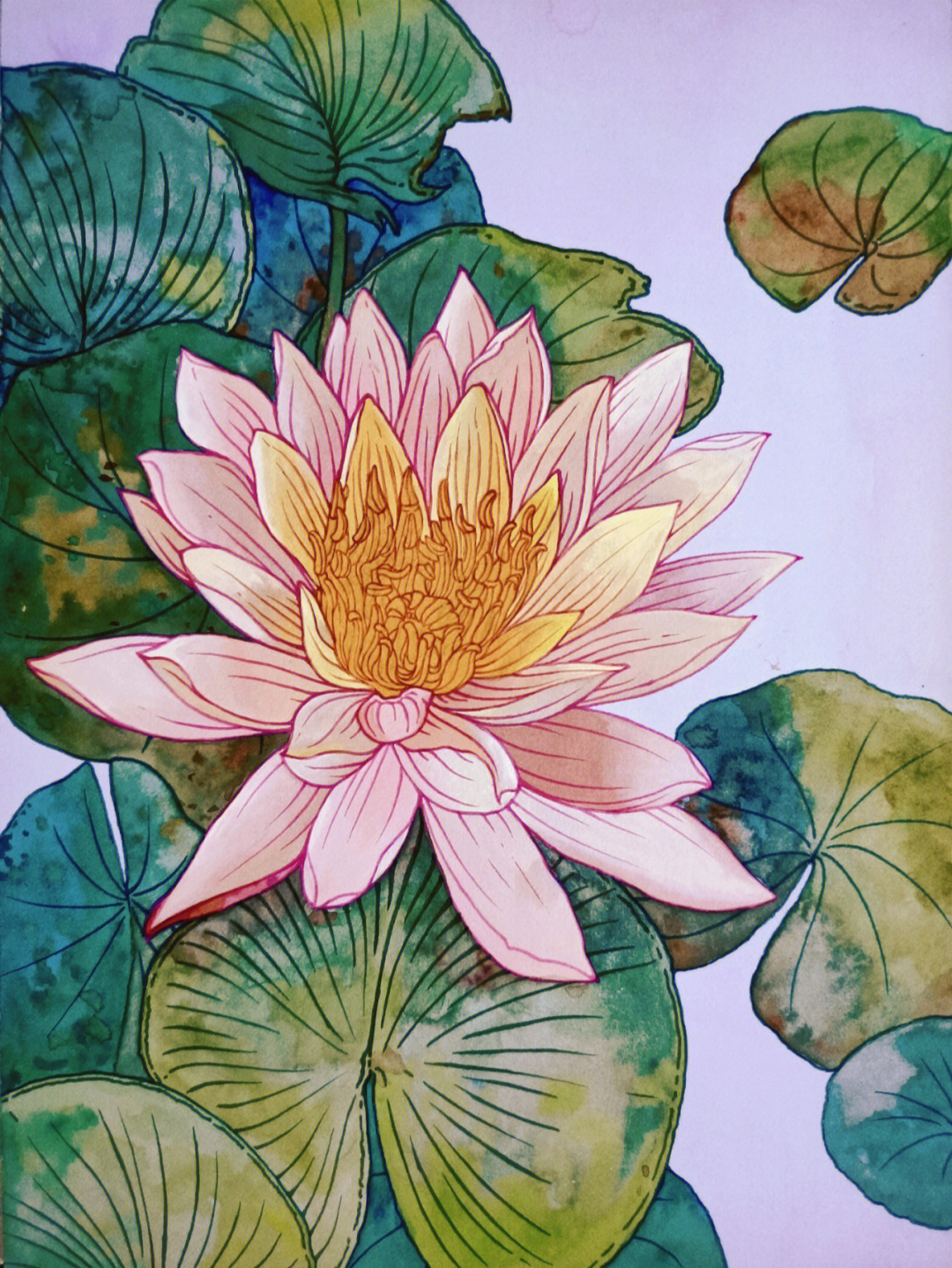 不透明水彩手绘花卉图案插画睡莲