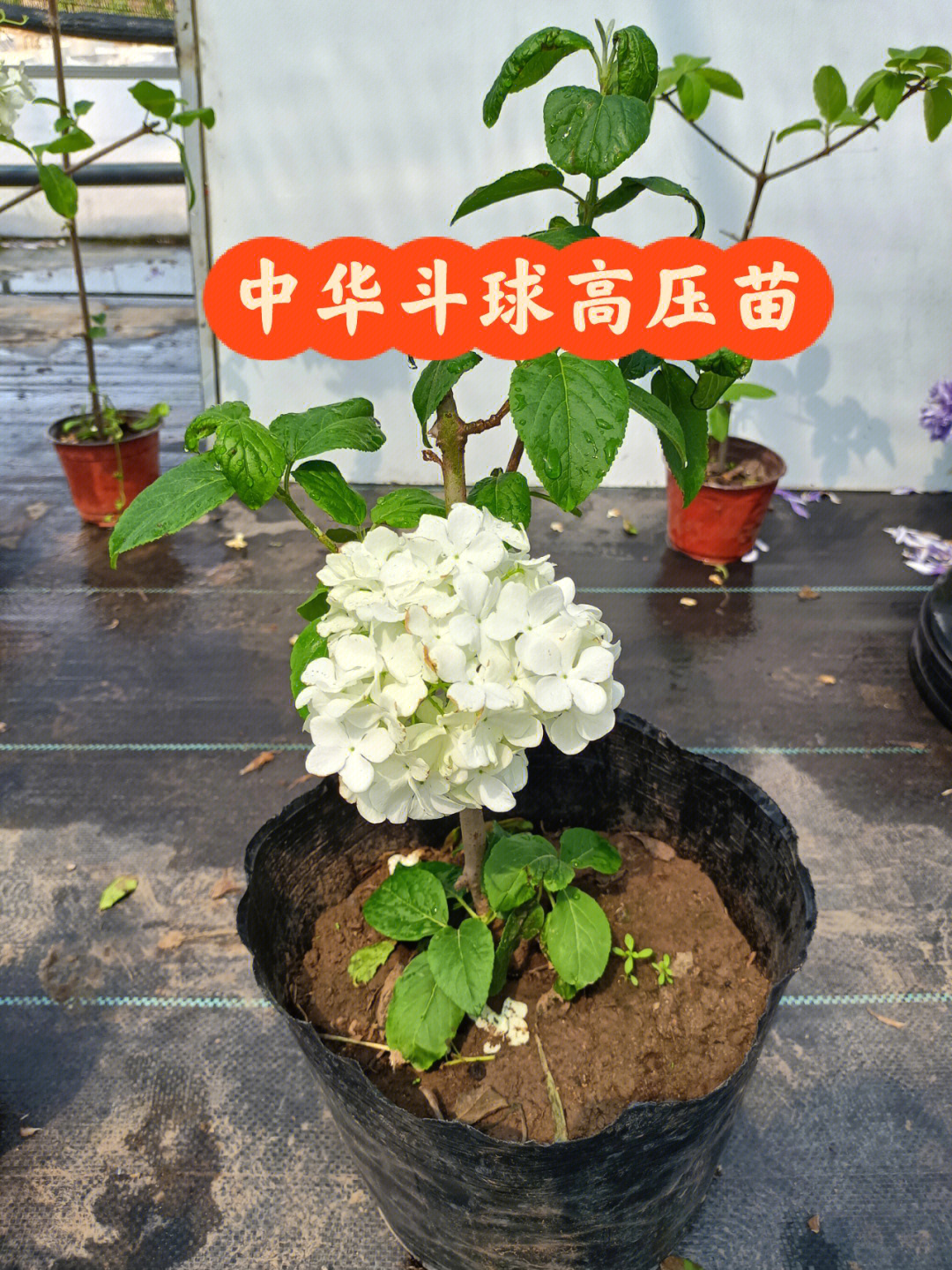 中华木绣球斗球#养花知识分享#我的日常#中华斗球球高压苗