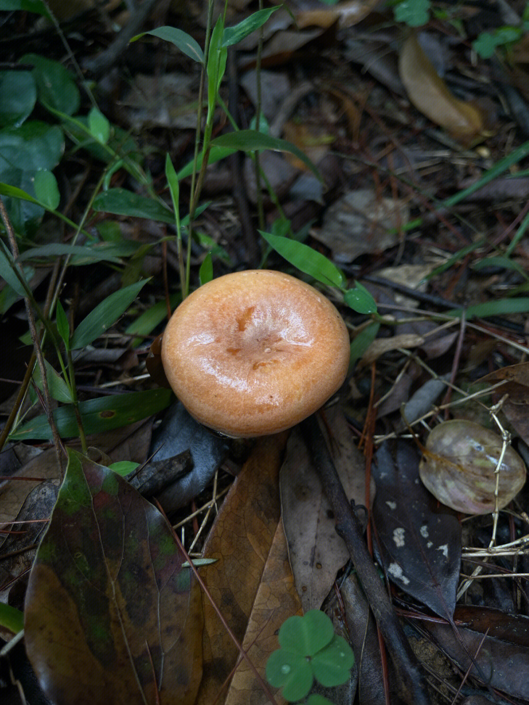 松树翠蘑菇图片图片