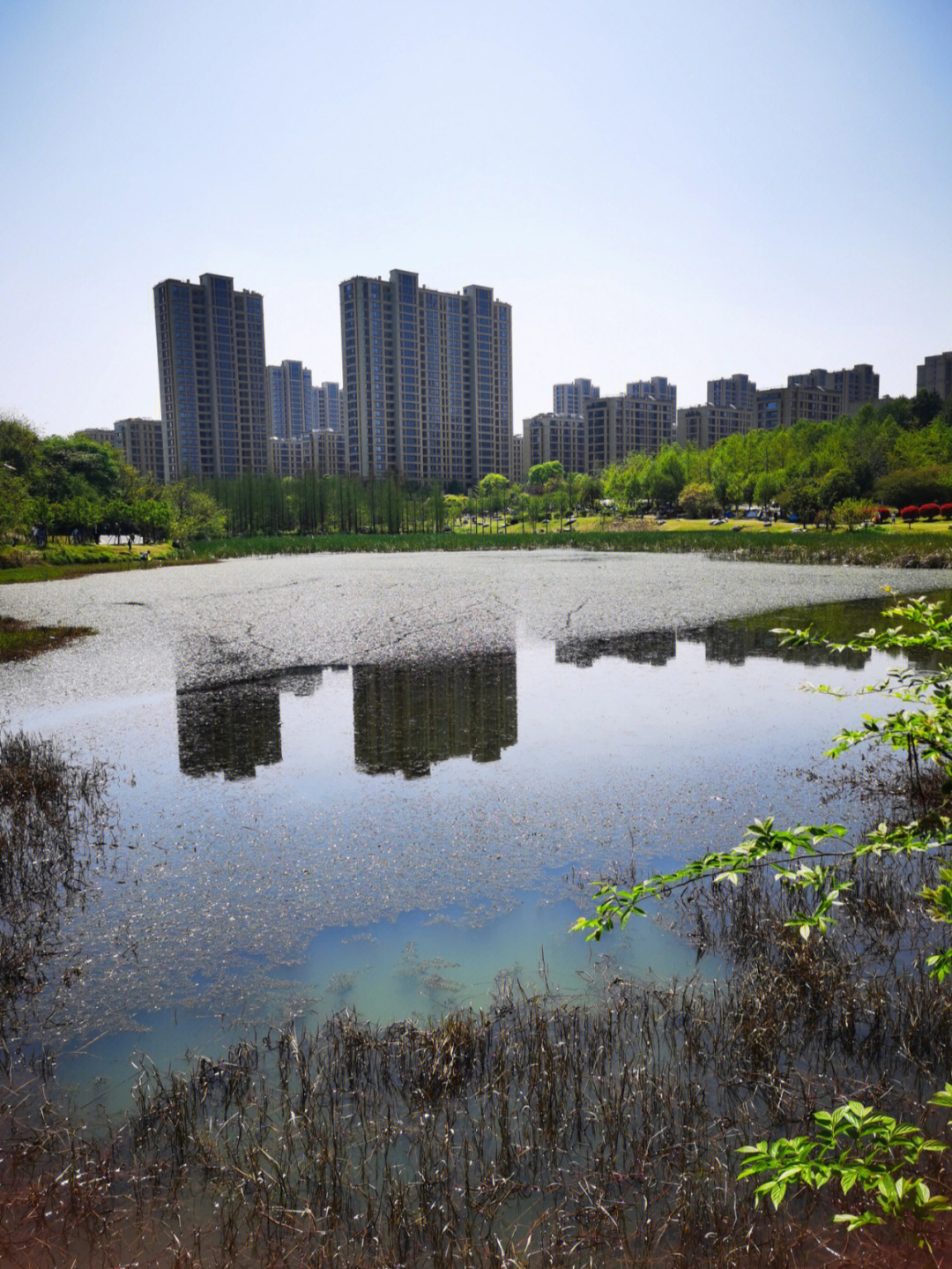 藏龙岛湿地公园多大图片