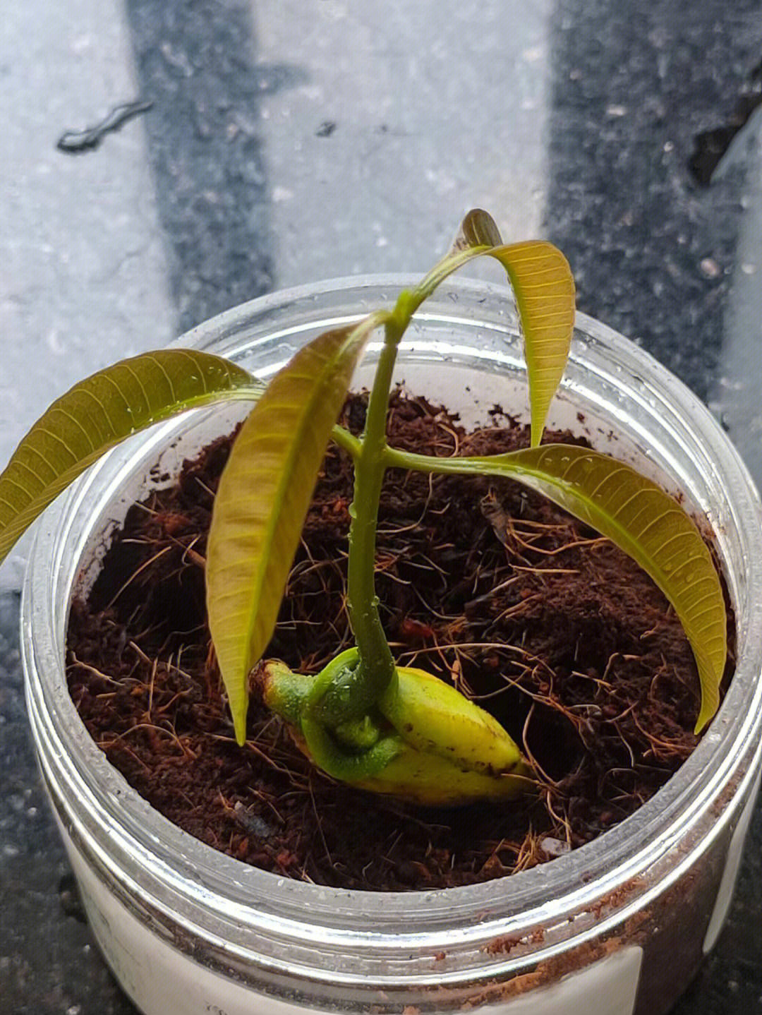 芒果核培育的小盆栽