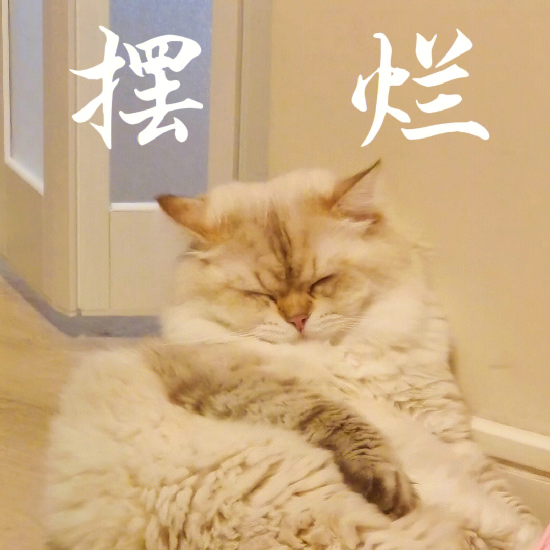 更新一波佳得乐的表情包,是摆烂小猫咪实锤了