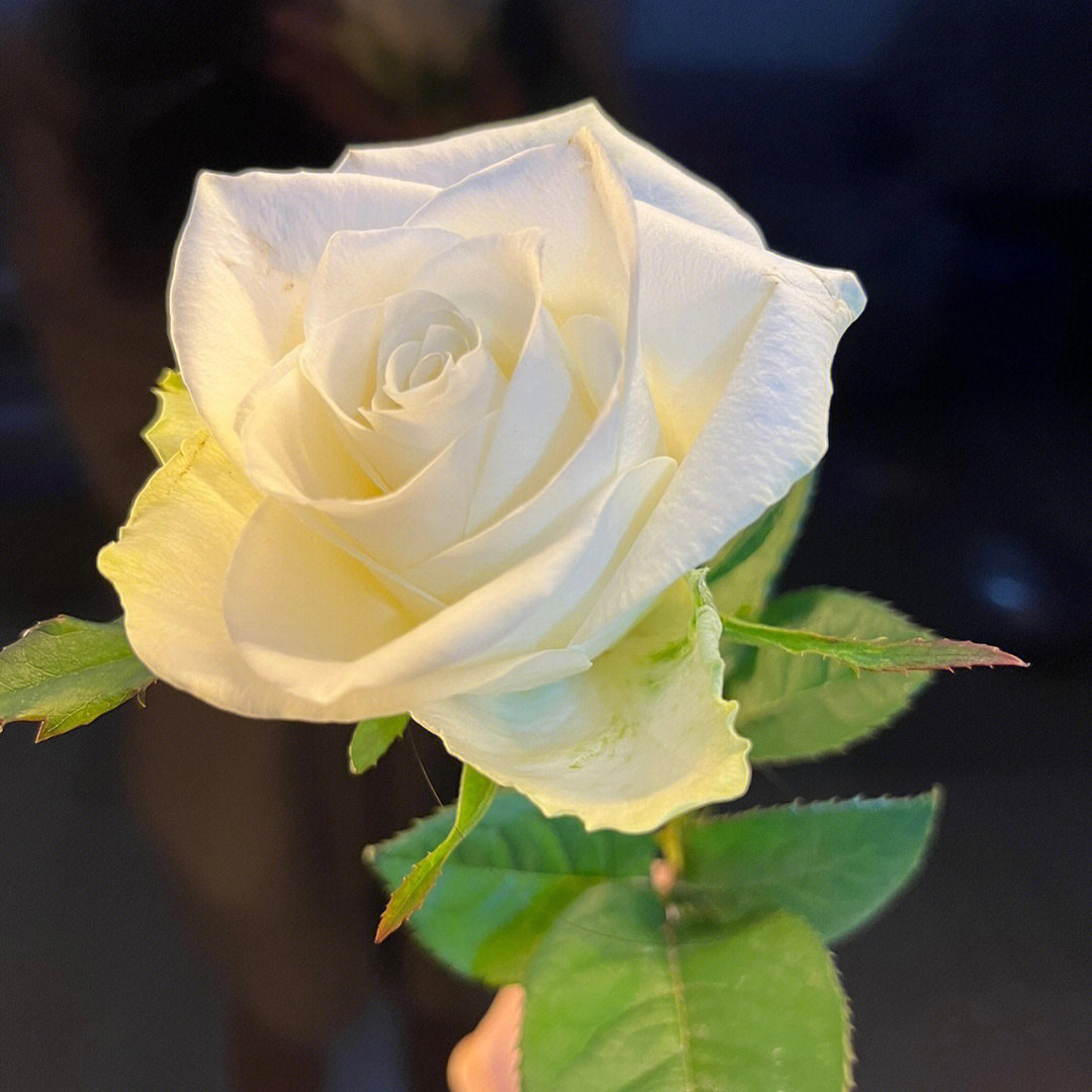 那些年养过的花花15雅典娜玫瑰