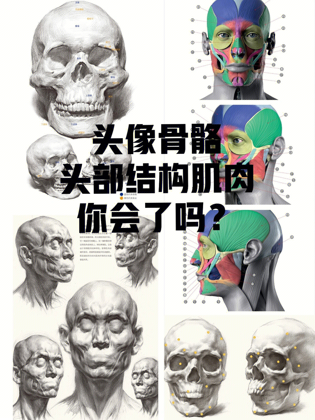素描头像肌肉你了解了没
