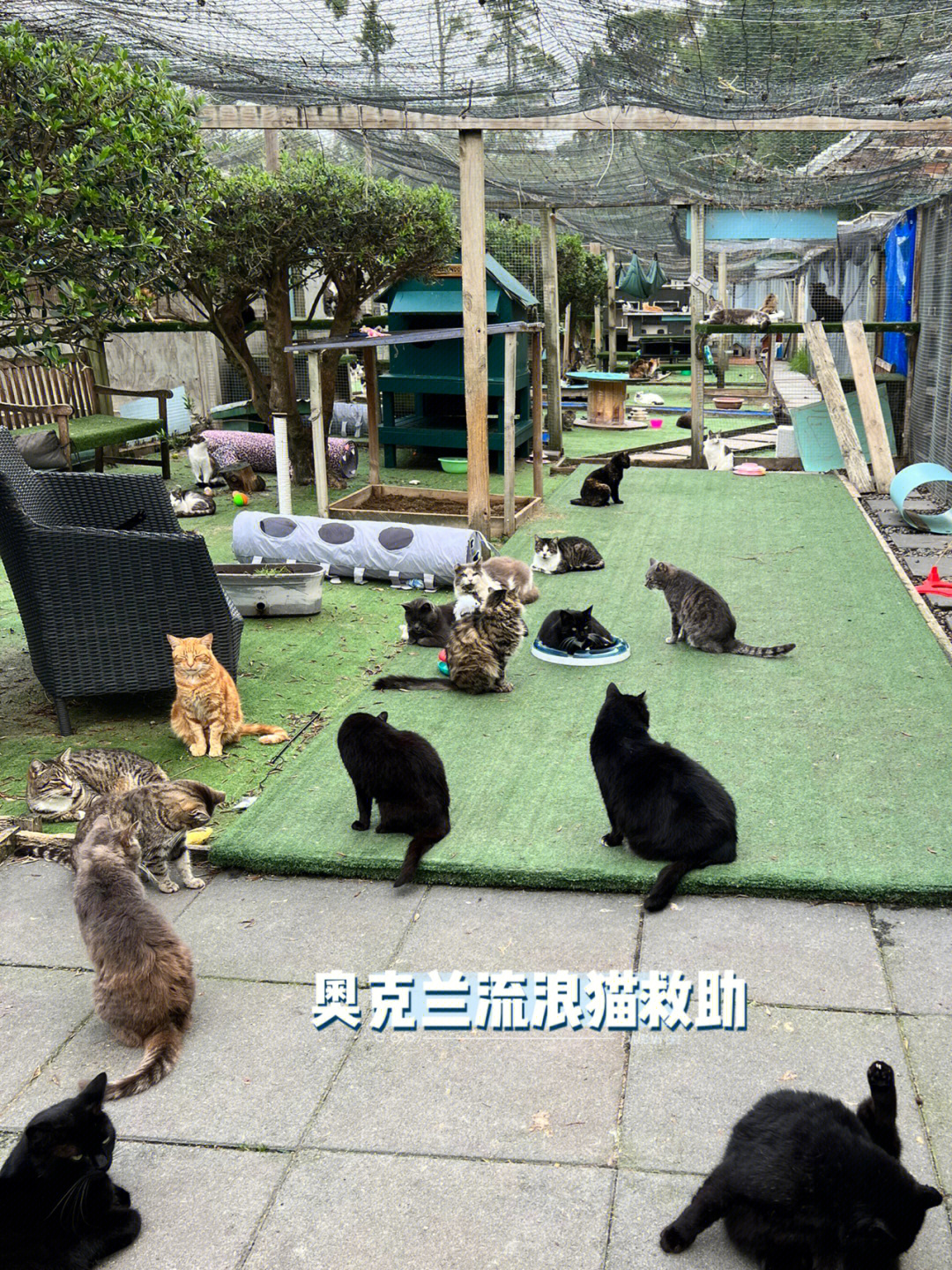 长沙流浪猫救助中心图片