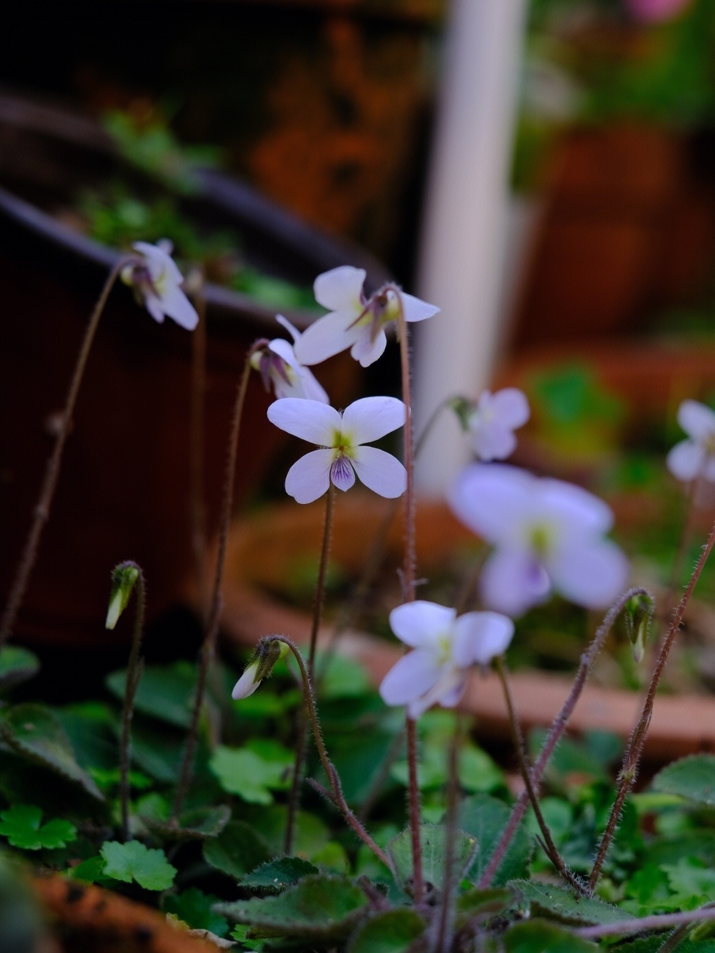 堇菜花程式图片