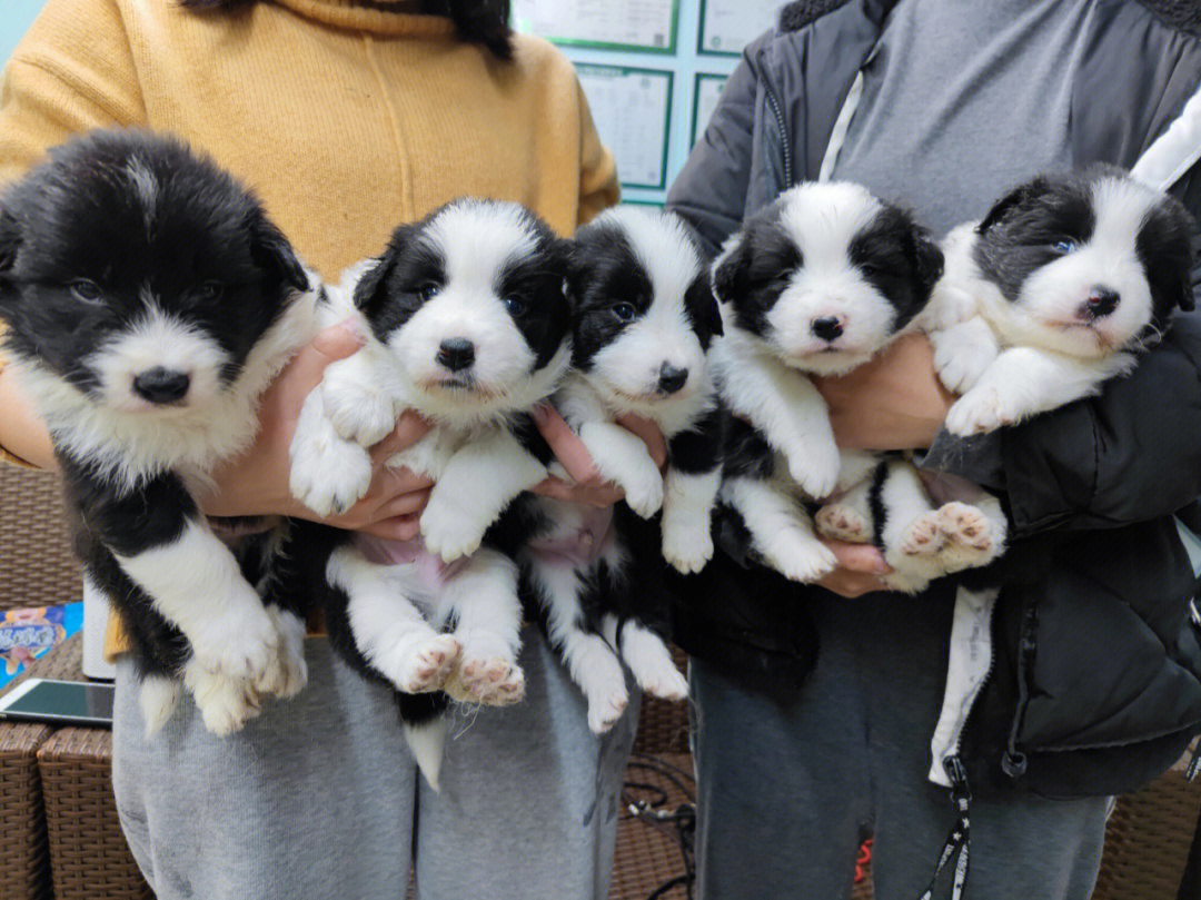 边境牧羊犬  双血统边牧双血统边境牧羊犬接受预定狗爸是中国永久登录