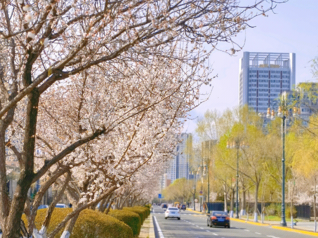 人间四月芳菲尽哈市桃花始盛开