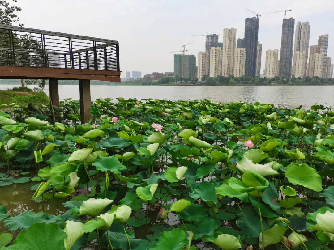 汤逊湖公园图片