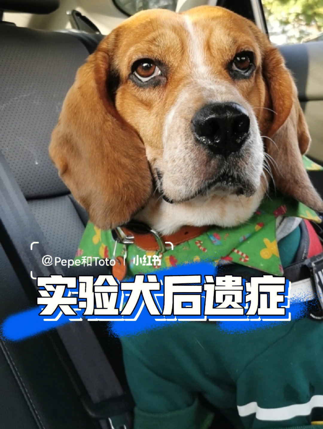 实验犬领养到家有哪些实验后遗症?