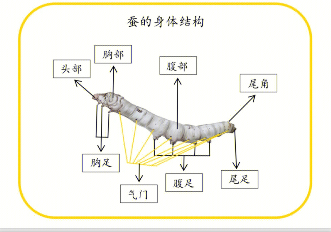 蒙氏文化蚕的身体结构和作业纸