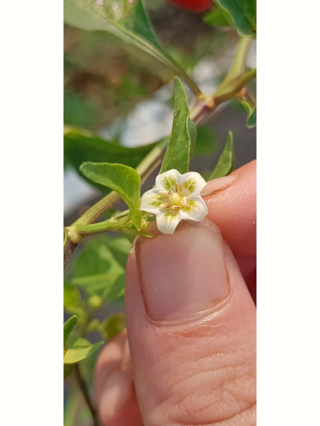 牛角椒开花图片