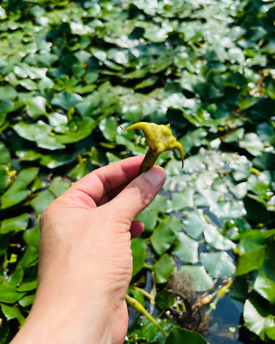 村干部说:菱角成熟的时候,就会有附近的学校来联系釆摘,做为学生劳动