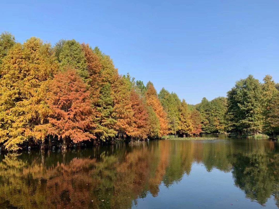 大自然的味道秋天的味道友情的味道爱的味道幸福的味道#南京钟山风景