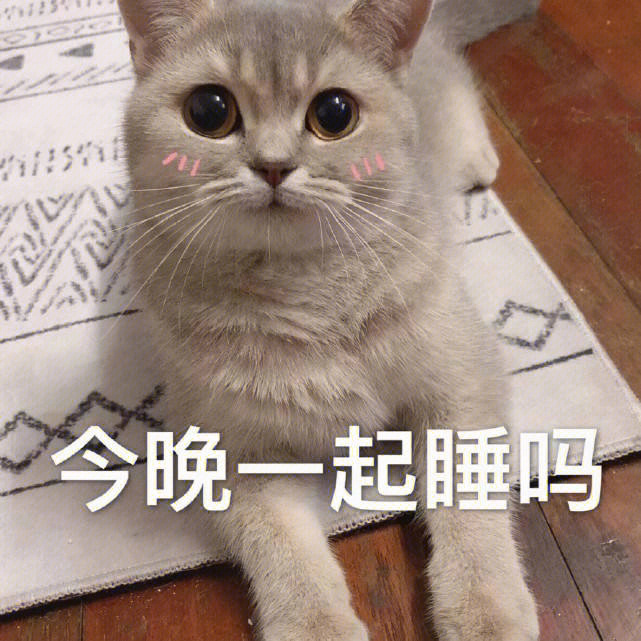 男女专用Ⅱ可爱猫猫表情包