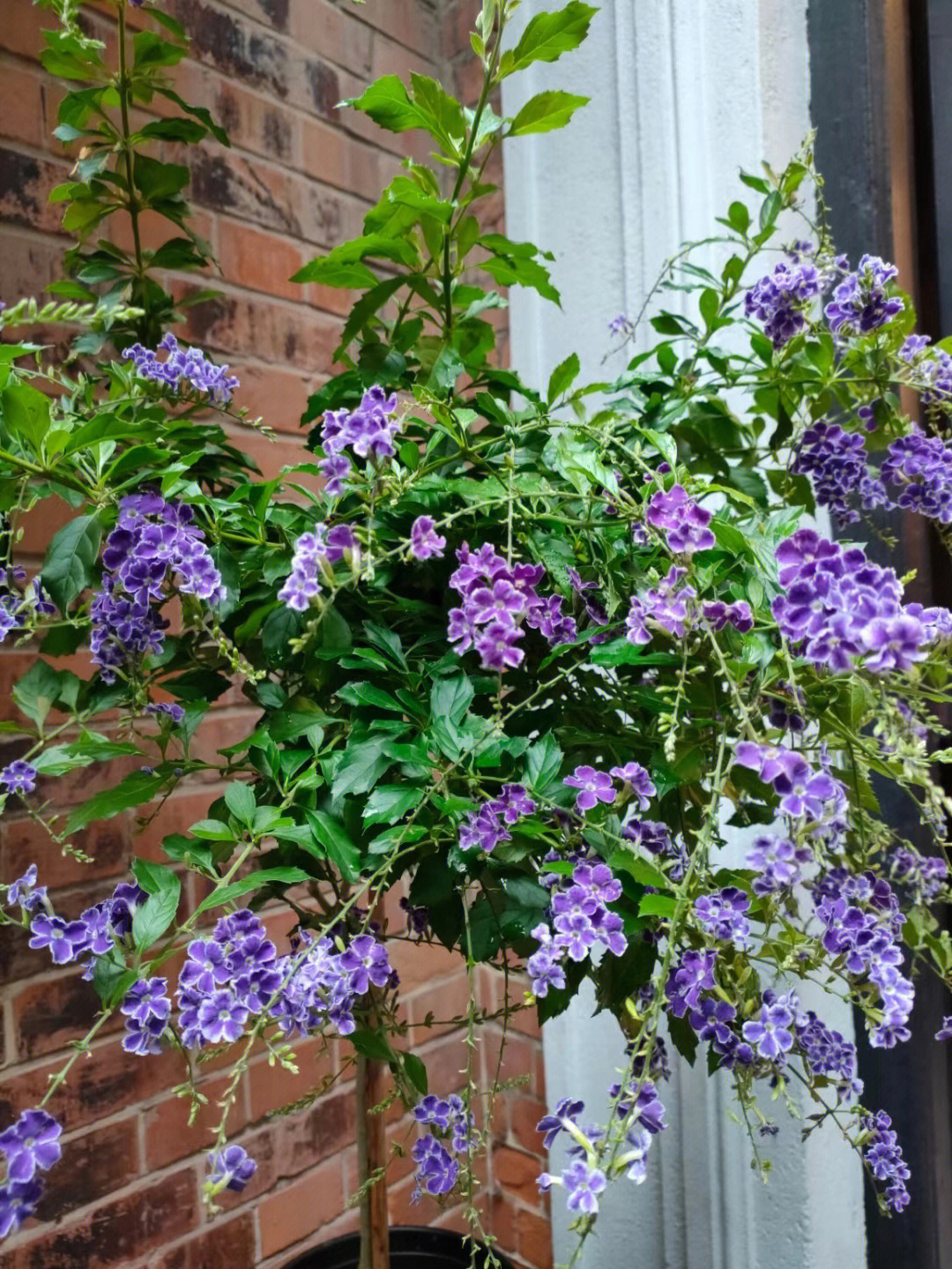 又名蕾丝金露花,巧克力金露花学名为假连翘[duranta erecta.