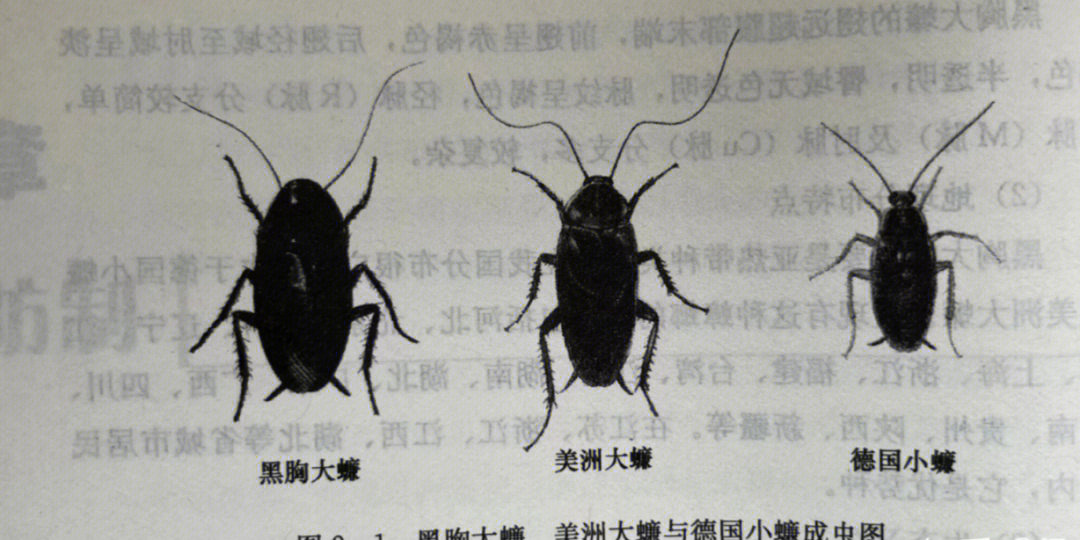 西安灭除蟑螂公司教你如何辨别蟑螂的种类