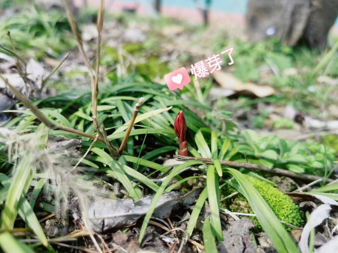 芍药幼苗刚出土图片图片