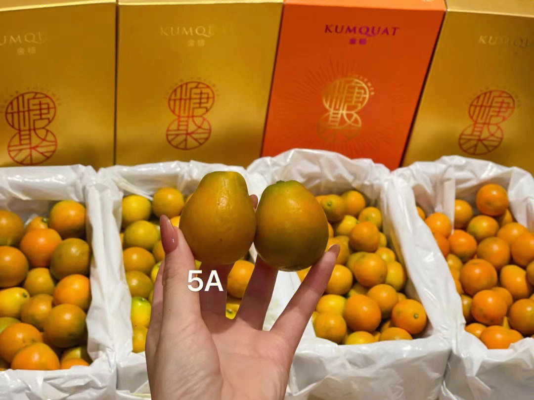 金柑