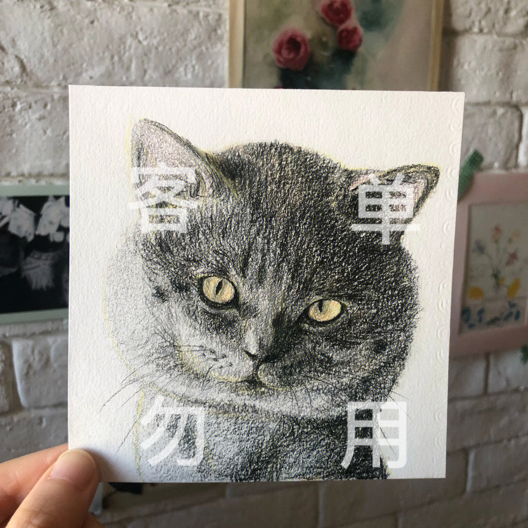 彩铅手绘英短蓝猫