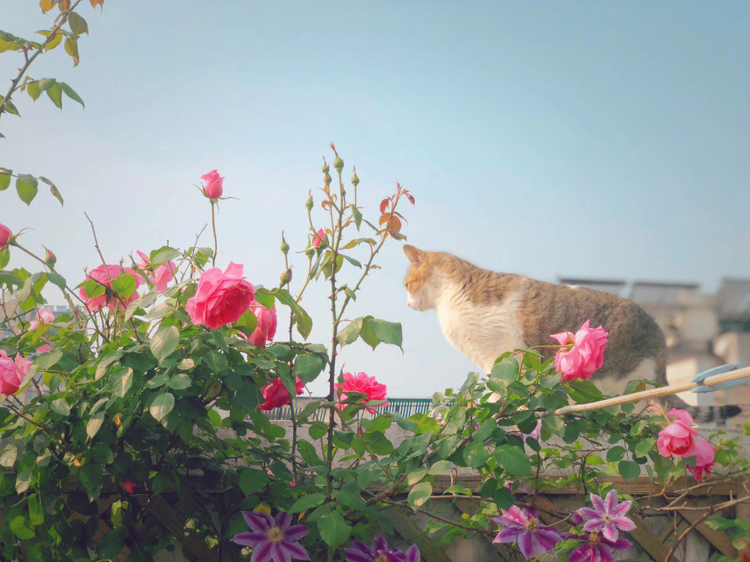 屋顶上有小猫梁咏琪图片