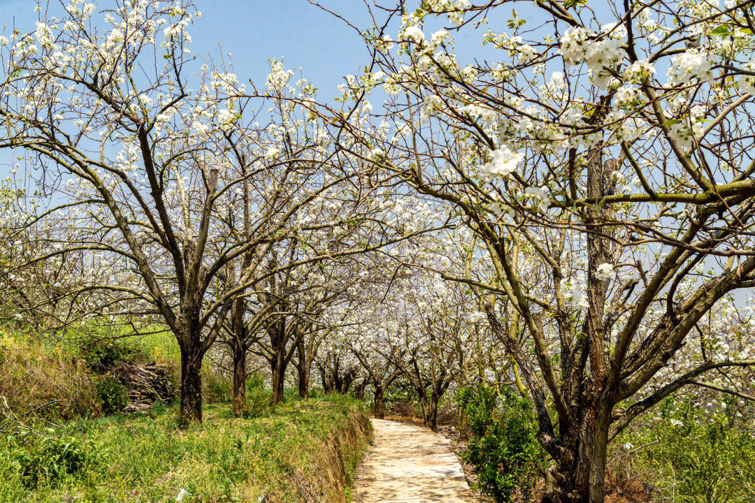 宾阳白岩村梨花图片